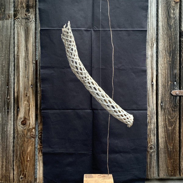 Vorschau für Cholla*