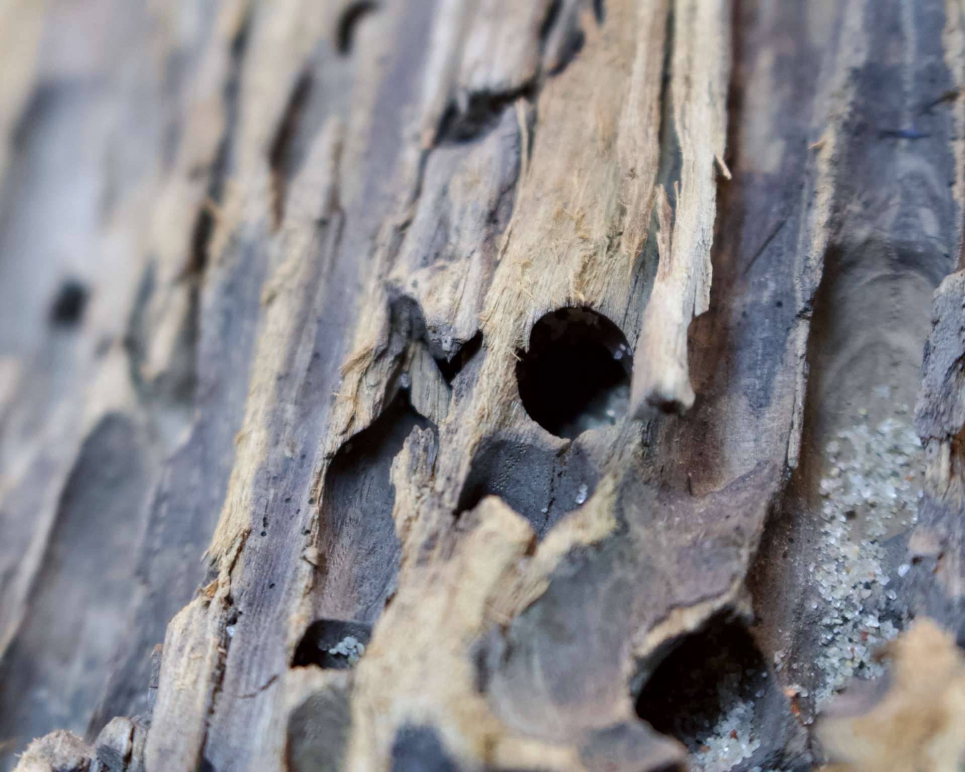 Da ist der Wurm drin*