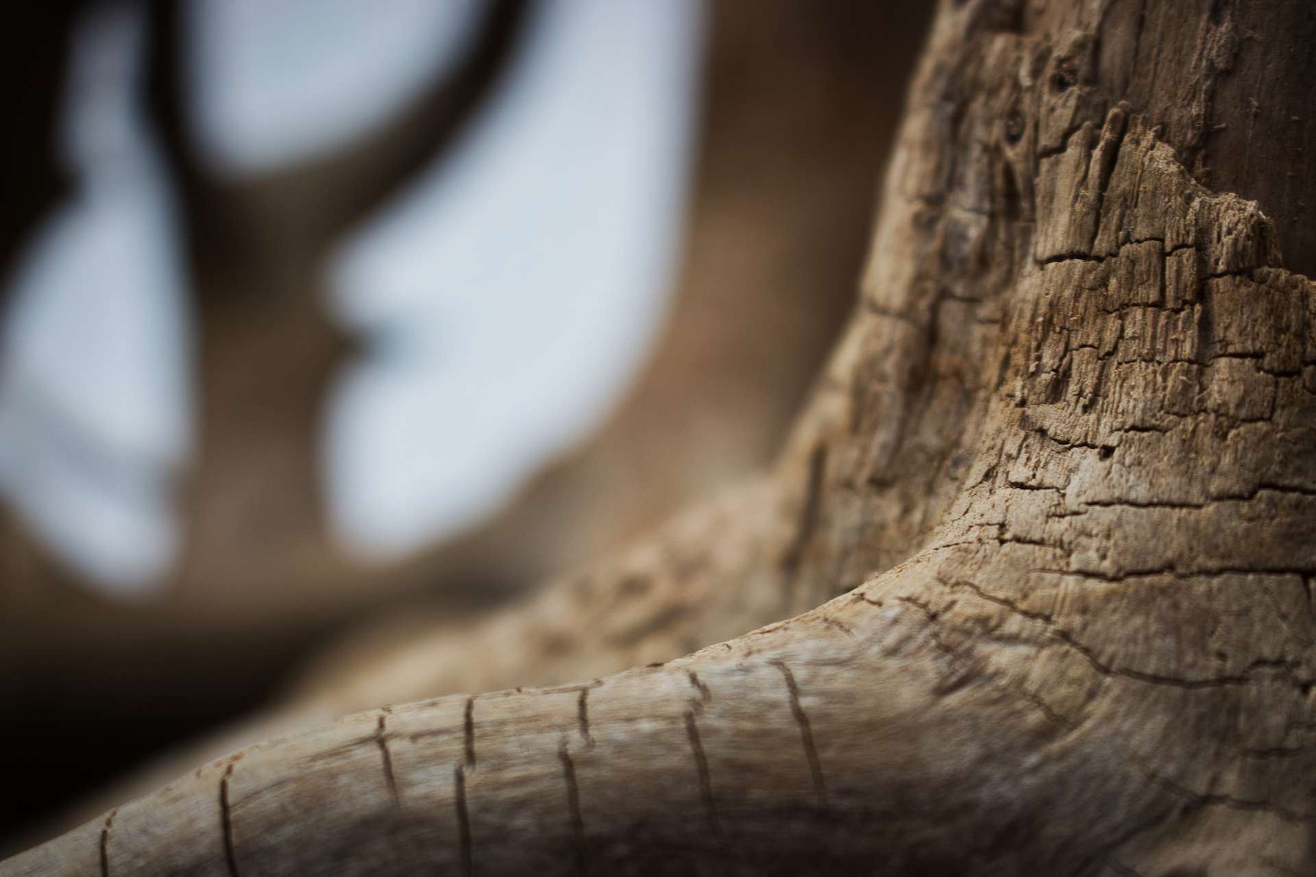 Dead Forest