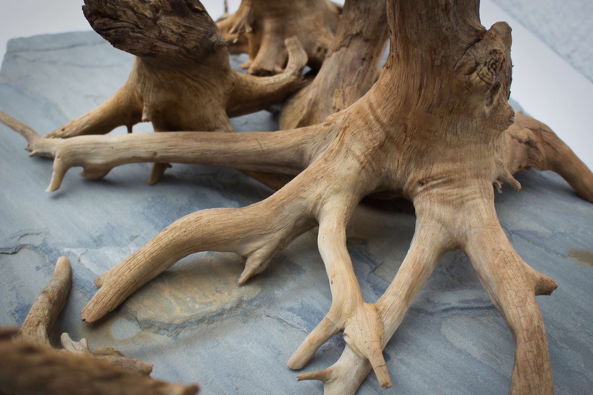 Dead Forest
