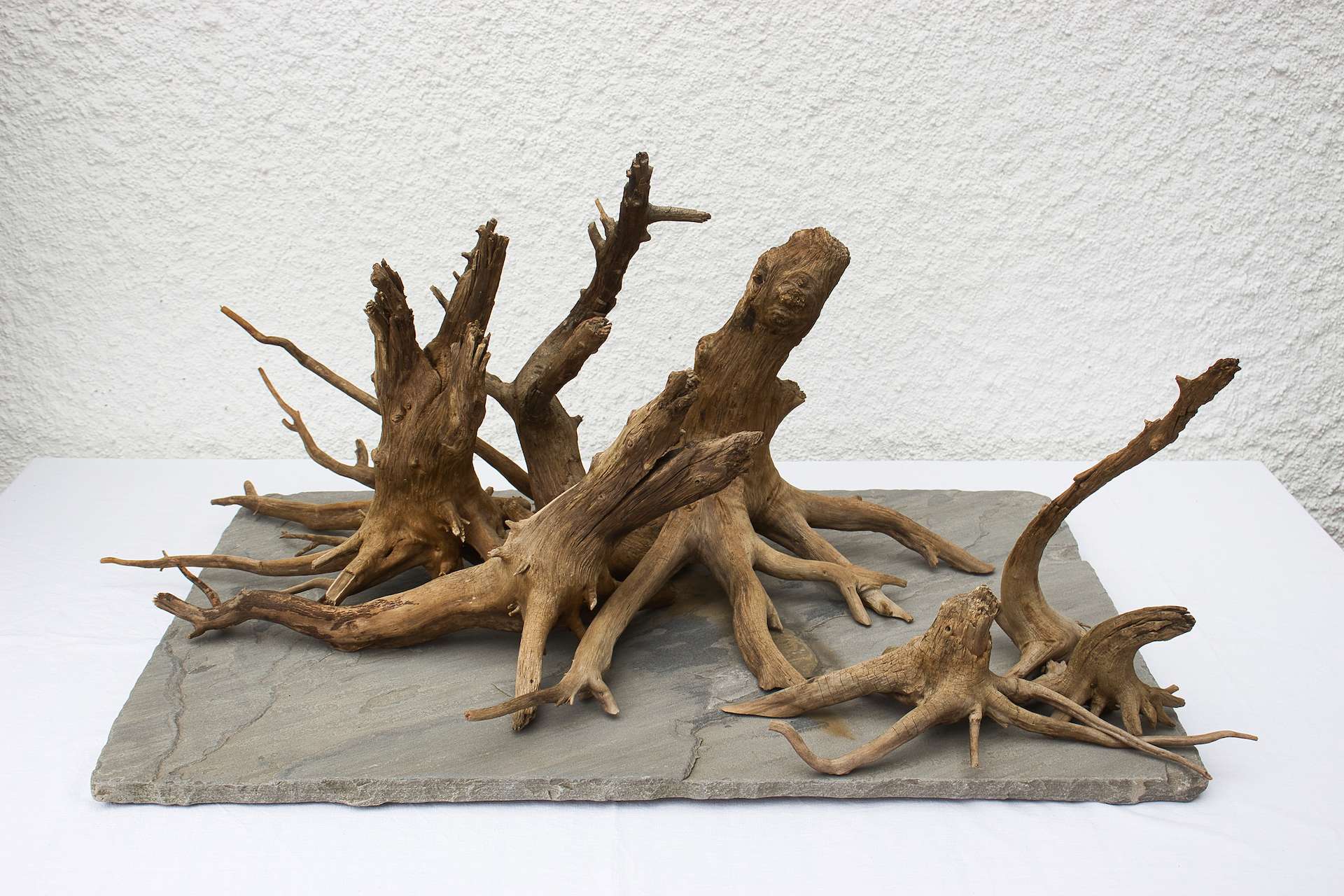 Dead Forest