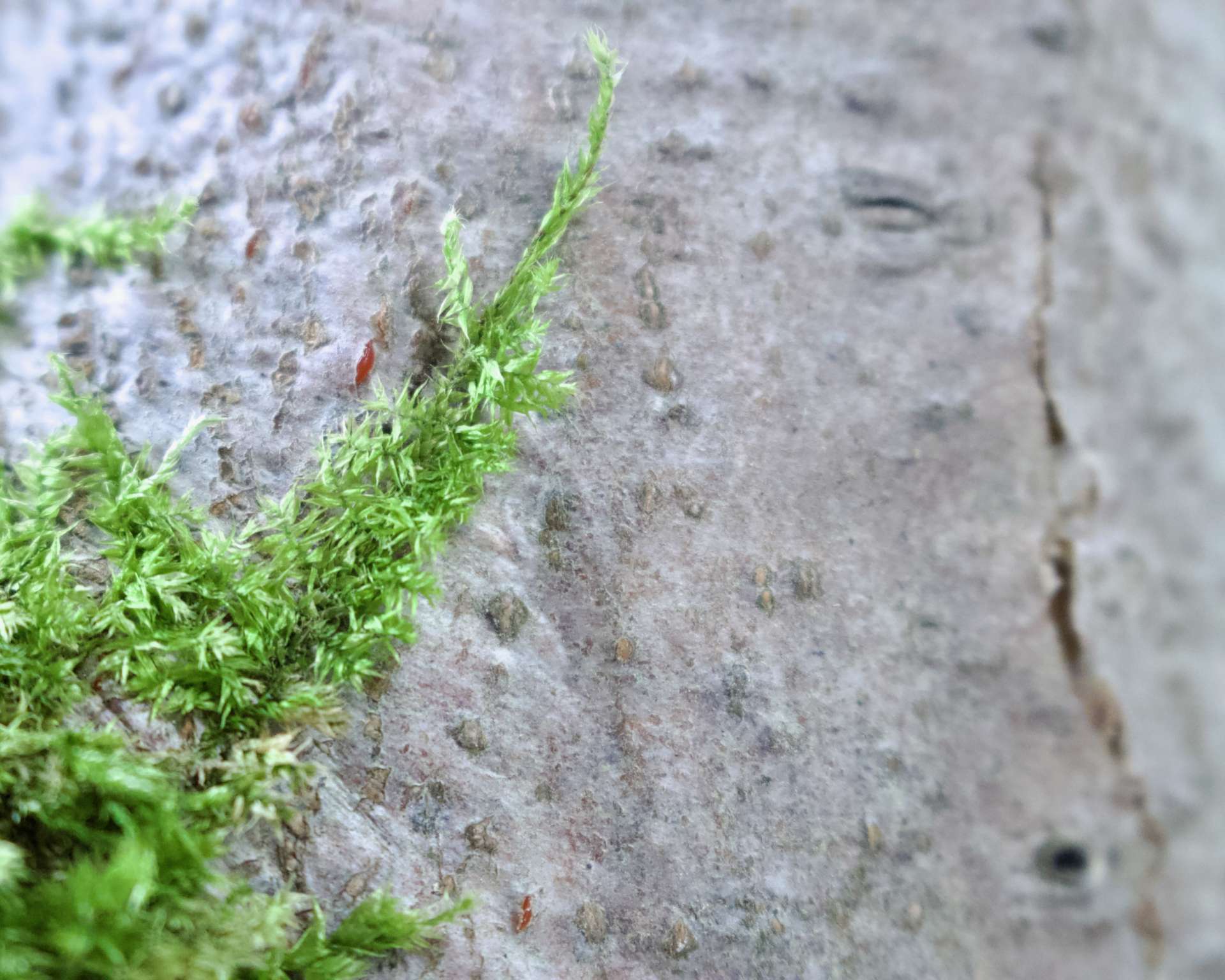 Fragile Stabilit&auml;t*