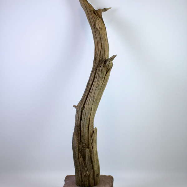 Vorschau für Jin und Shari