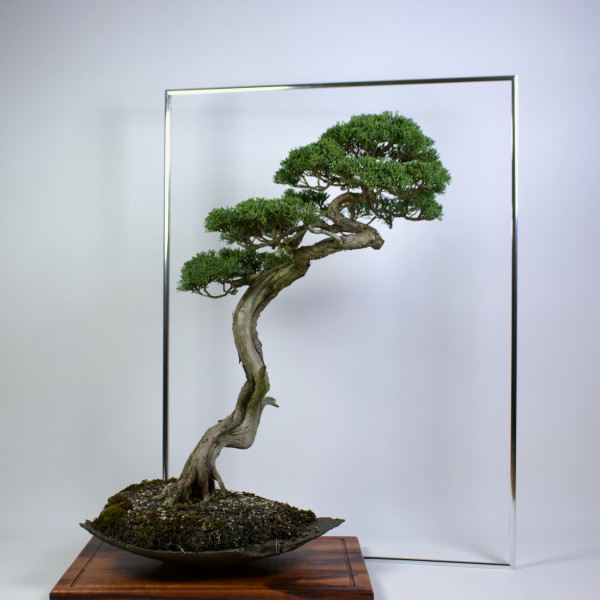 Vorschau für Alu-Tiger