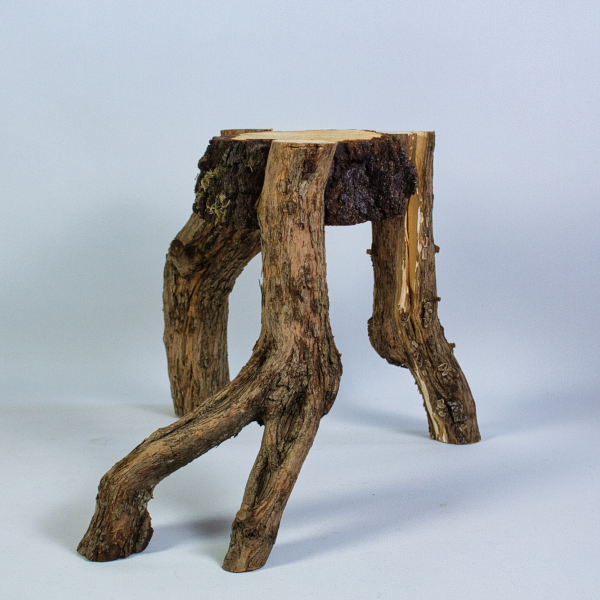 Vorschau für Fliederbein